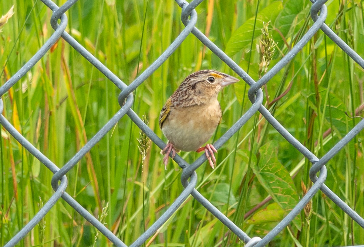 Grasshopper Sparrow - ML619570878