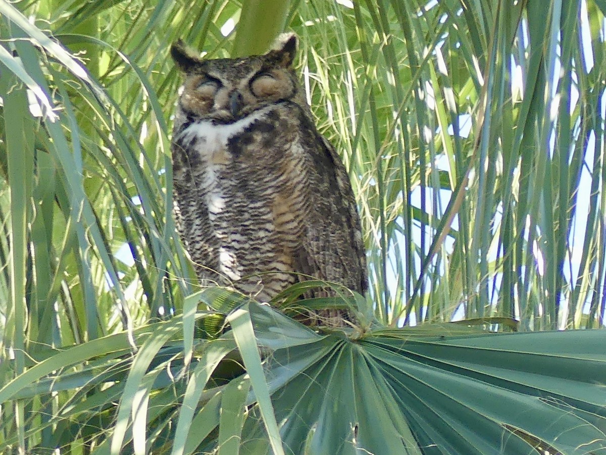 Great Horned Owl - ML619570891