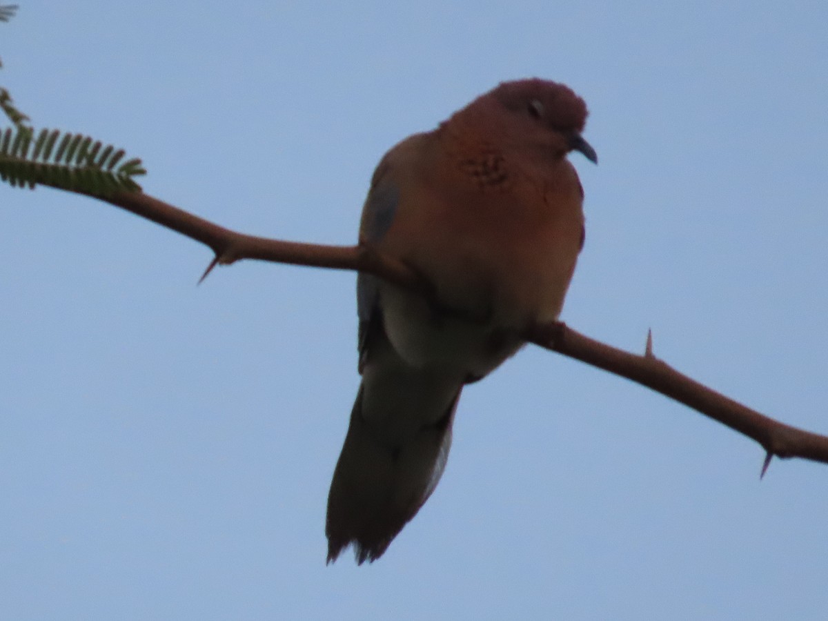 Laughing Dove - ML619570905