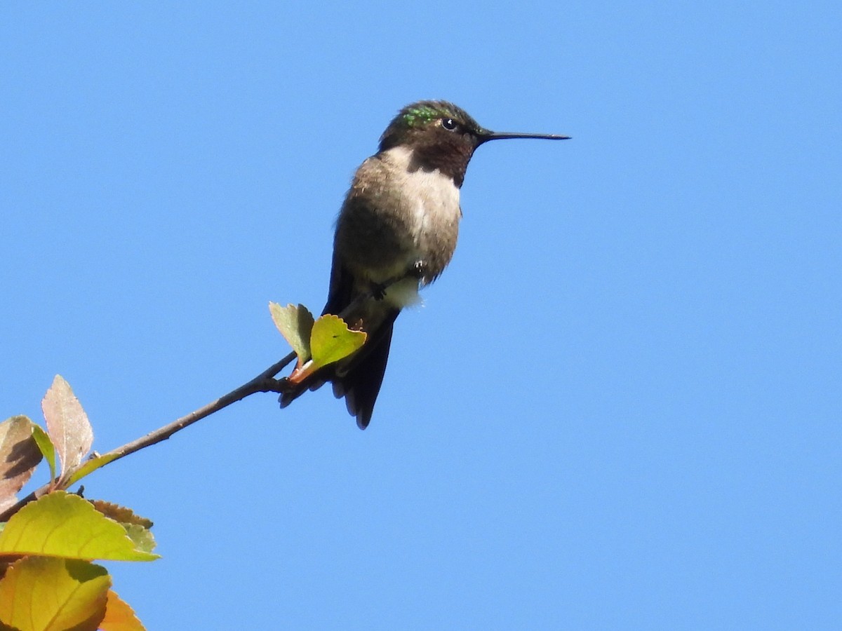 Ruby-throated Hummingbird - ML619570979