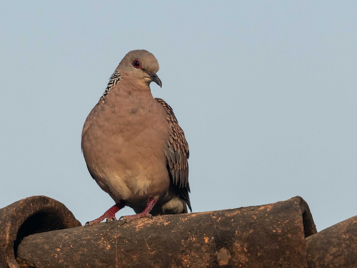 Spotted Dove - ML619571000