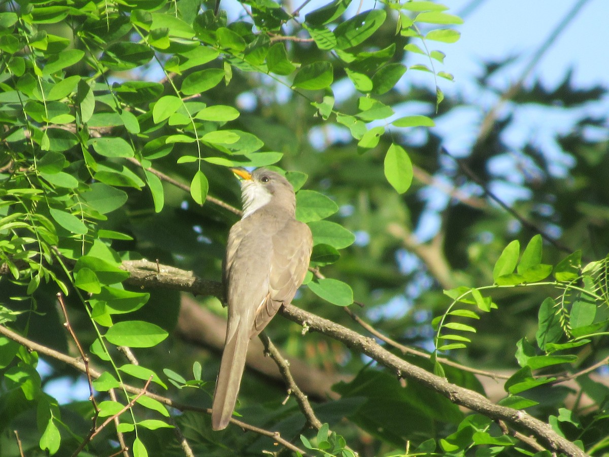 Yellow-billed Cuckoo - ML619571008