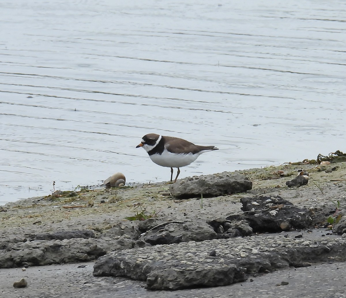 Semipalmated Plover - ML619571044