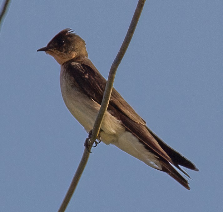Southern Rough-winged Swallow - ML619571054