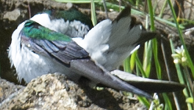 Violet-green Swallow - ML619571069