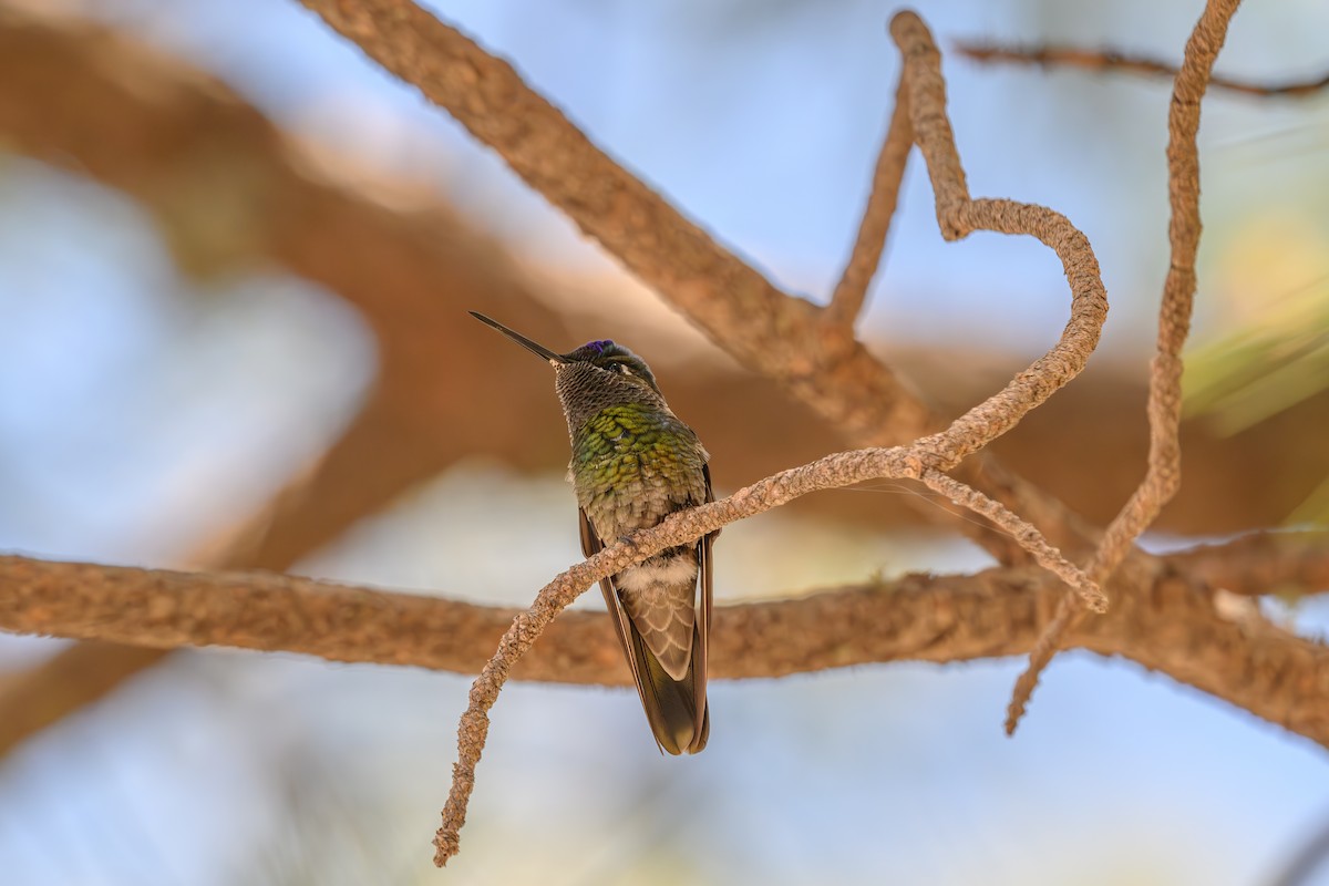 kolibřík skvostný - ML619571176