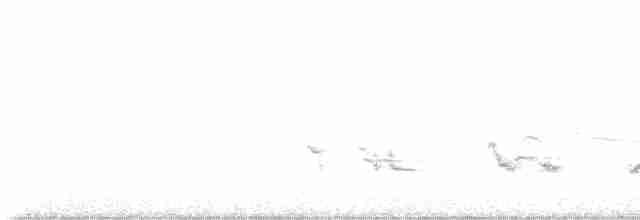 Göçmen Ardıç - ML619571208