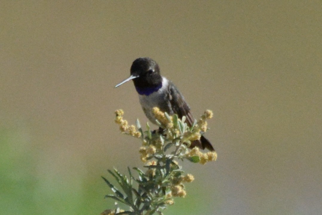 Black-chinned Hummingbird - ML619571223