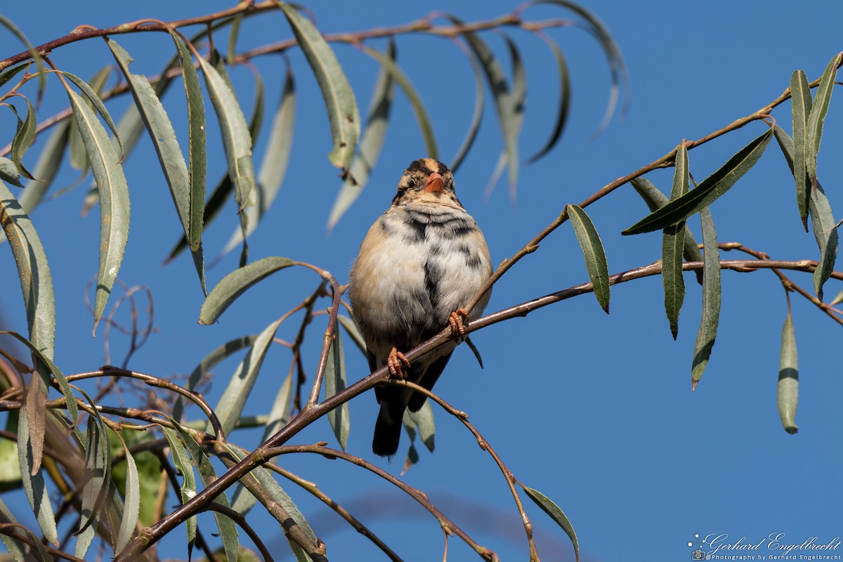Pin-tailed Whydah - ML619571226