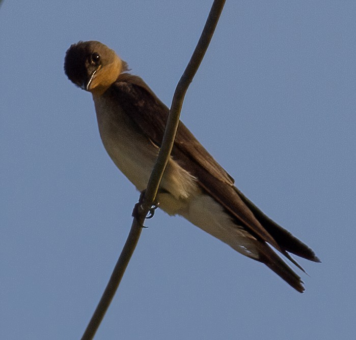 Southern Rough-winged Swallow - ML619571234