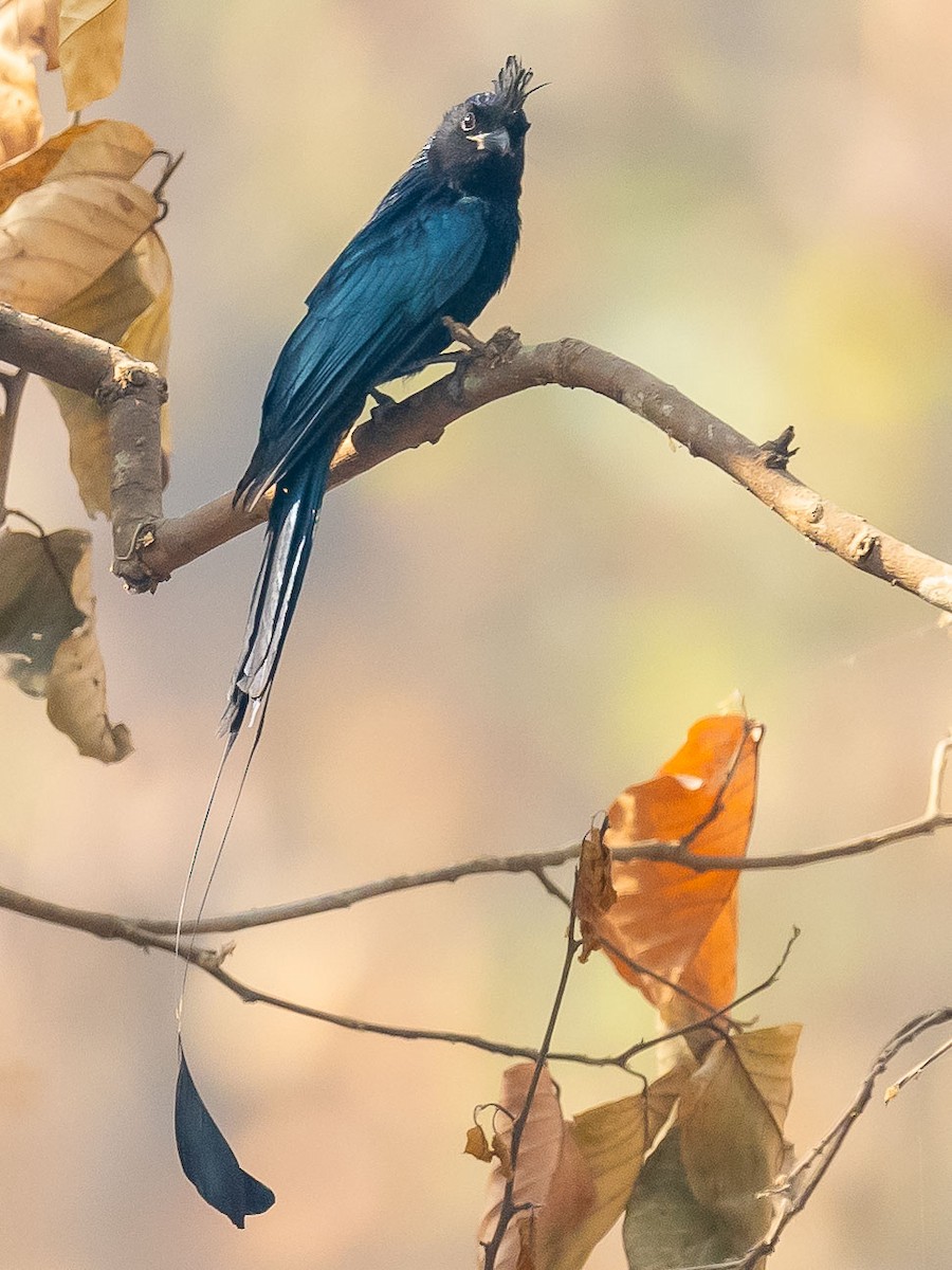 Greater Racket-tailed Drongo - ML619571235