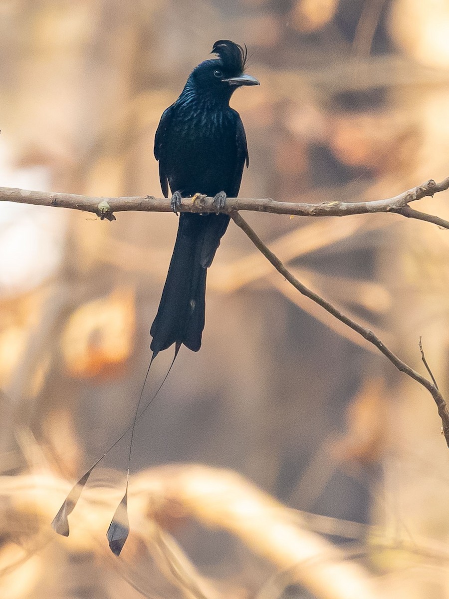 Greater Racket-tailed Drongo - ML619571238