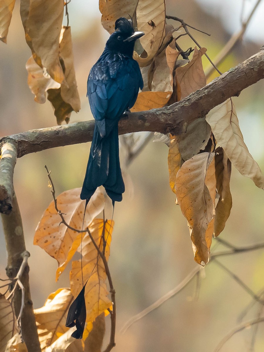 Greater Racket-tailed Drongo - ML619571247