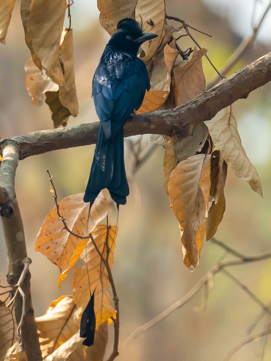 Greater Racket-tailed Drongo - ML619571248