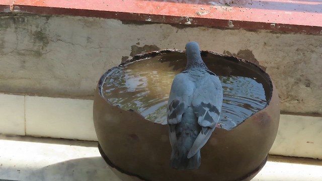 Pigeon biset (forme domestique) - ML619571275