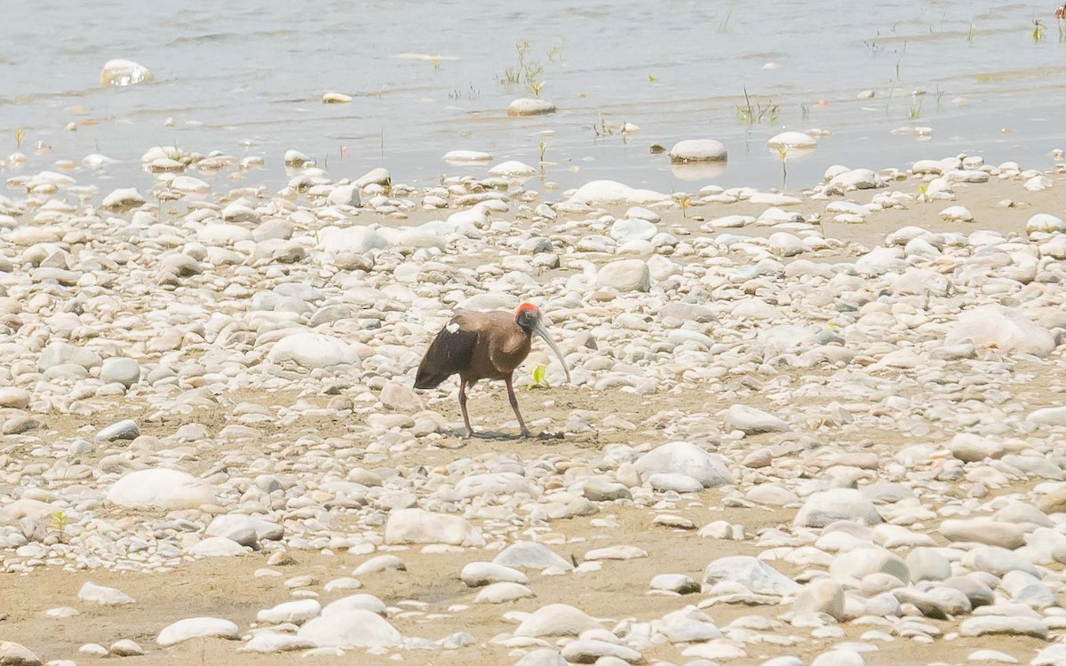 ibis bradavičnatý - ML619571356