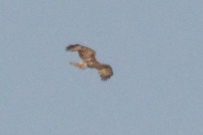 Red-tailed Hawk - ML619571378