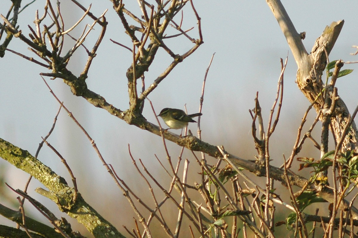 Yellow-browed Warbler - ML619571388