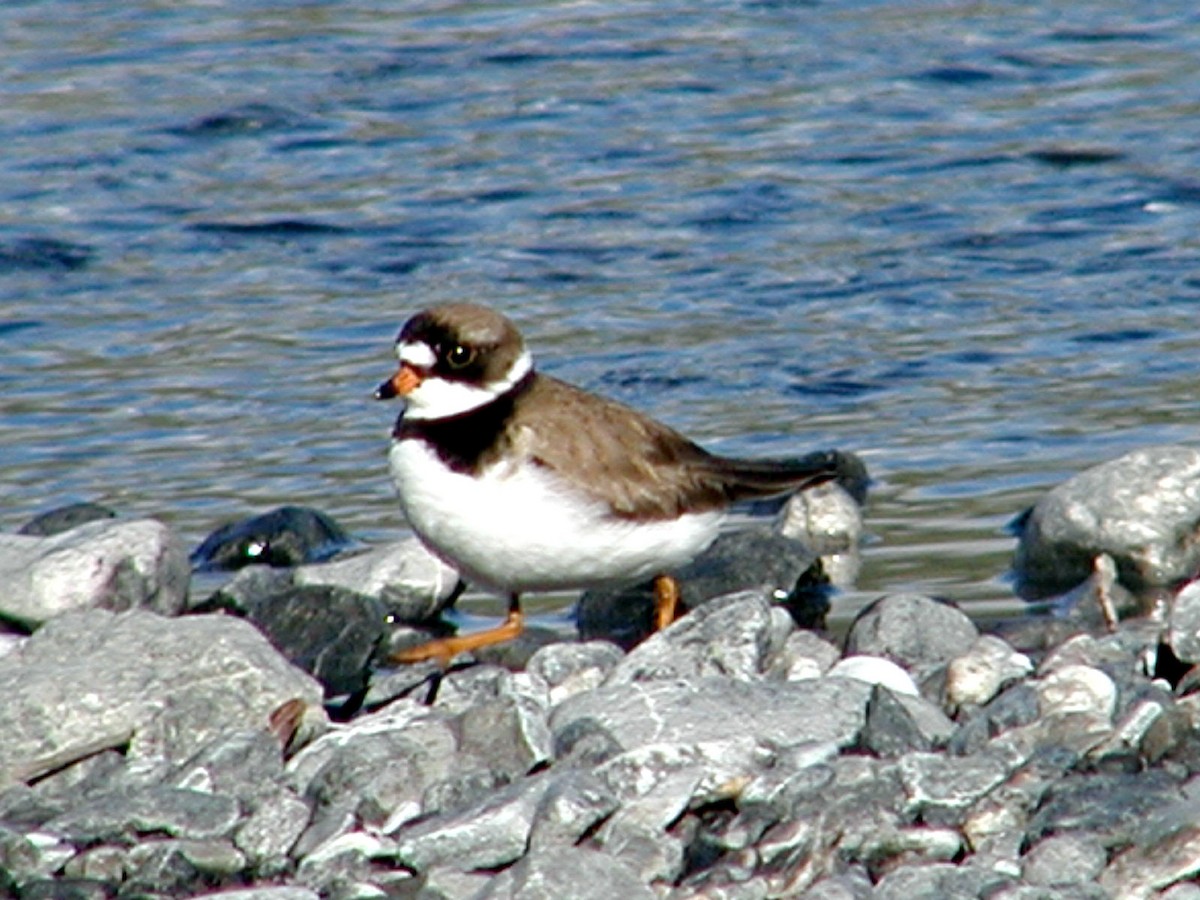 Semipalmated Plover - ML619571441
