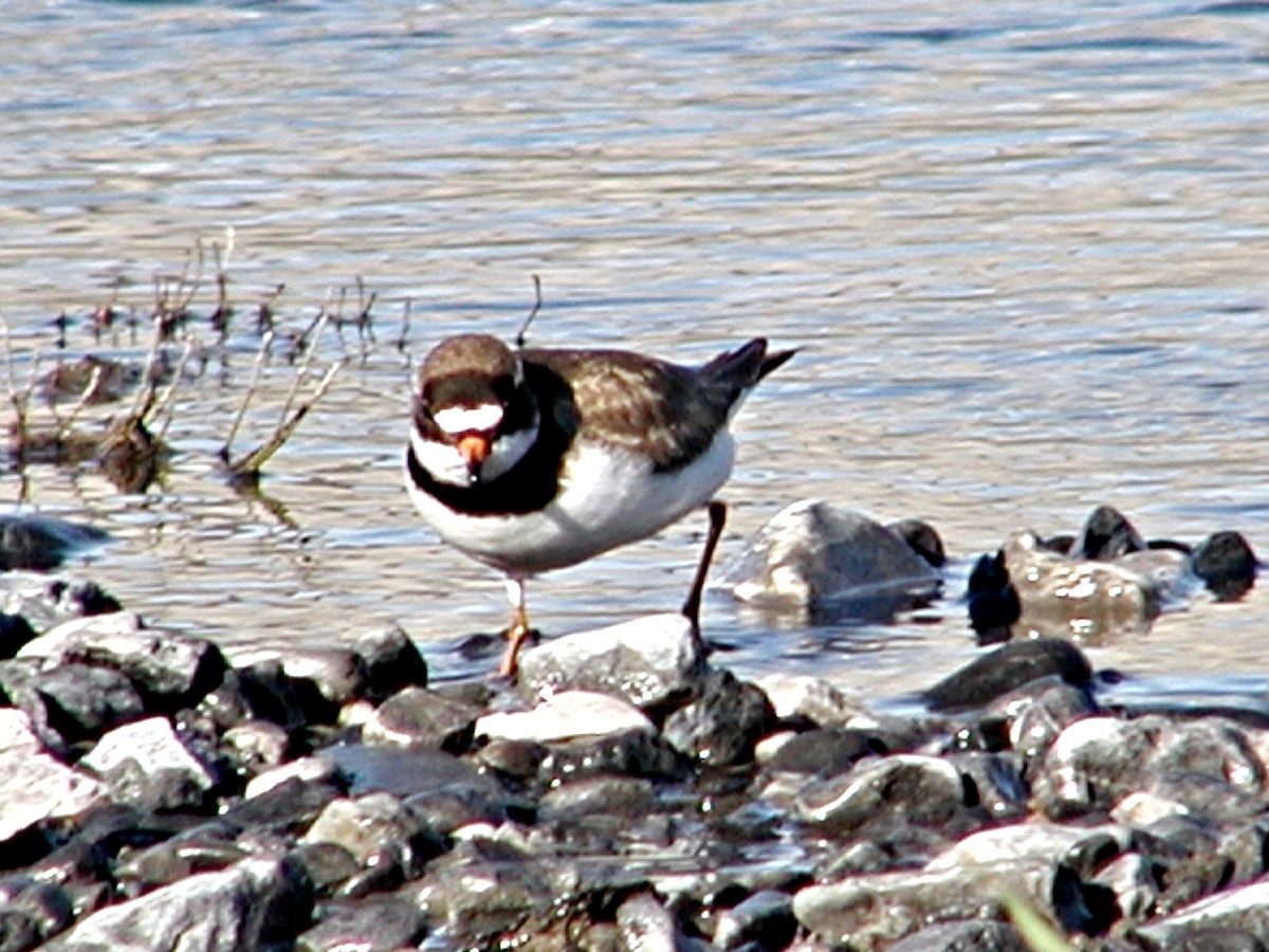 Semipalmated Plover - ML619571442
