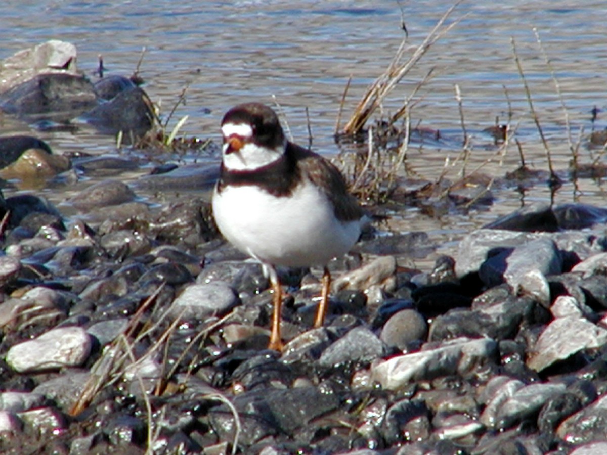 Semipalmated Plover - ML619571443