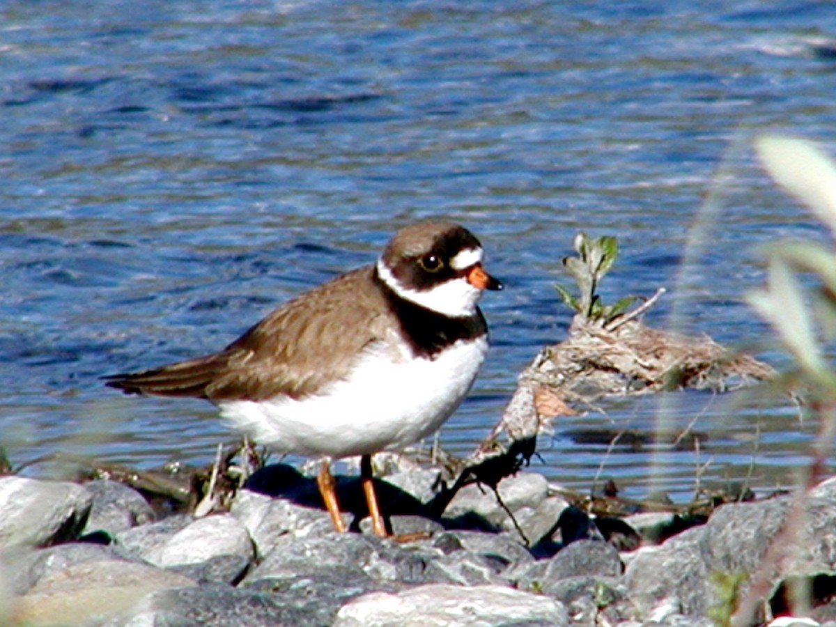 Semipalmated Plover - ML619571444
