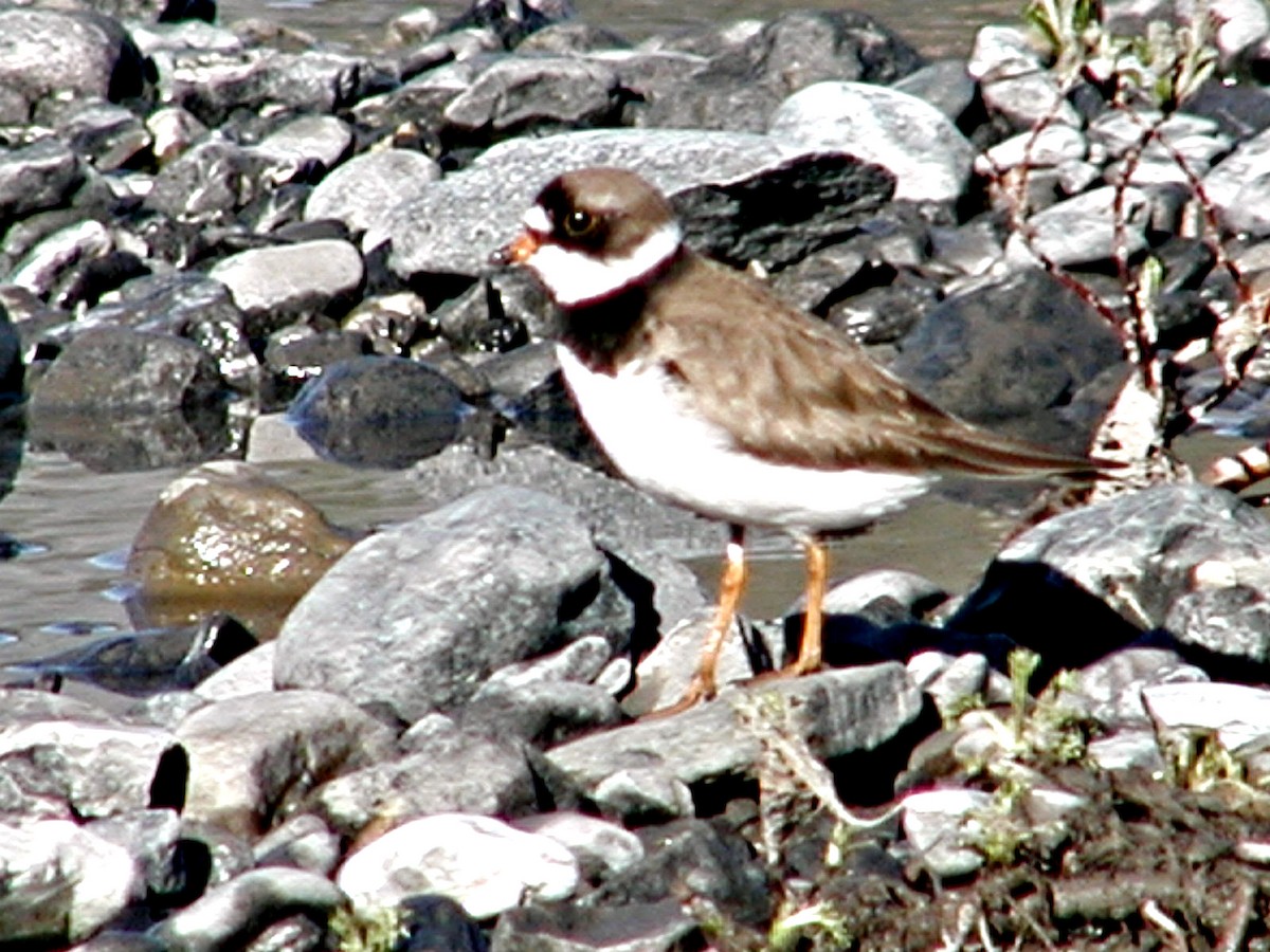 Semipalmated Plover - ML619571445