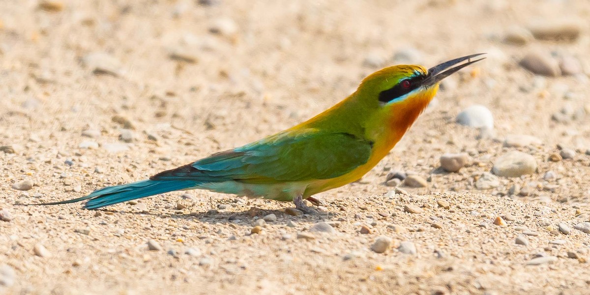 Blue-tailed Bee-eater - ML619571450