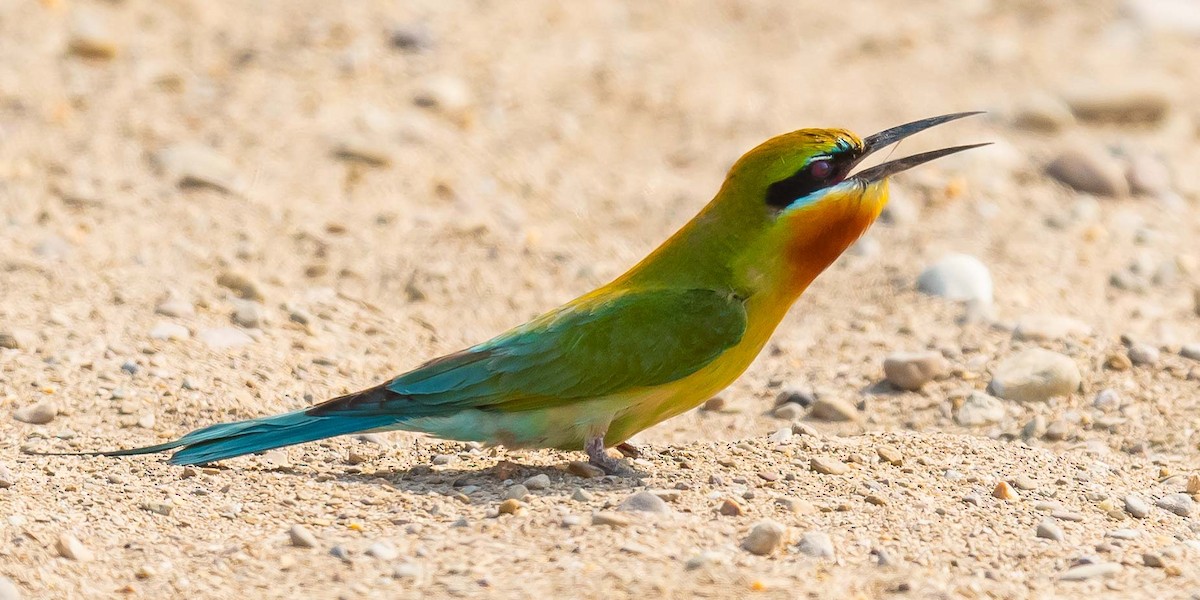 Blue-tailed Bee-eater - ML619571451