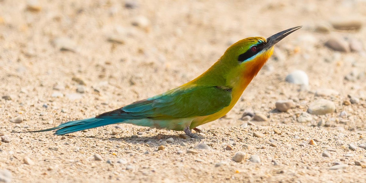 Blue-tailed Bee-eater - ML619571452