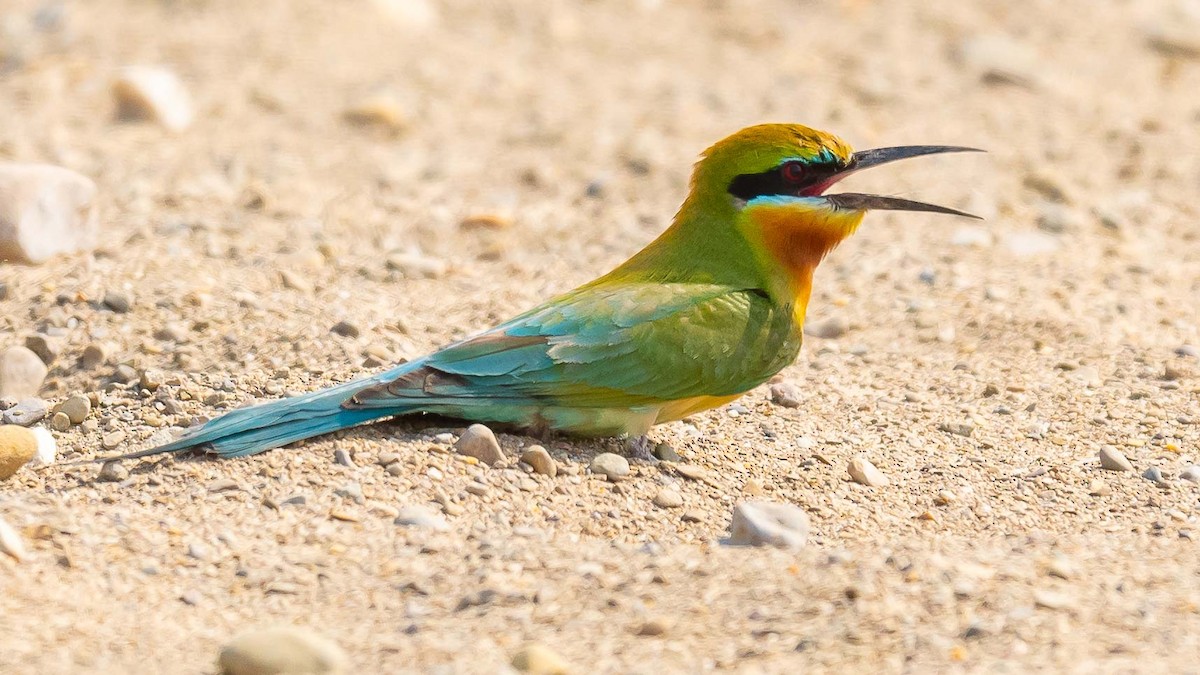 Blue-tailed Bee-eater - ML619571453