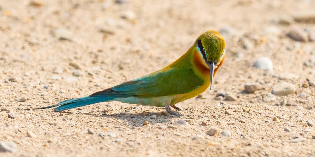 Blue-tailed Bee-eater - ML619571454
