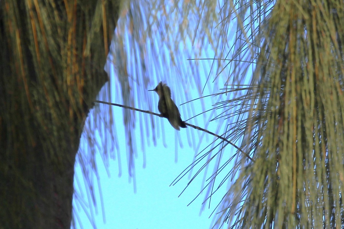 kolibřík chocholatý - ML619571469