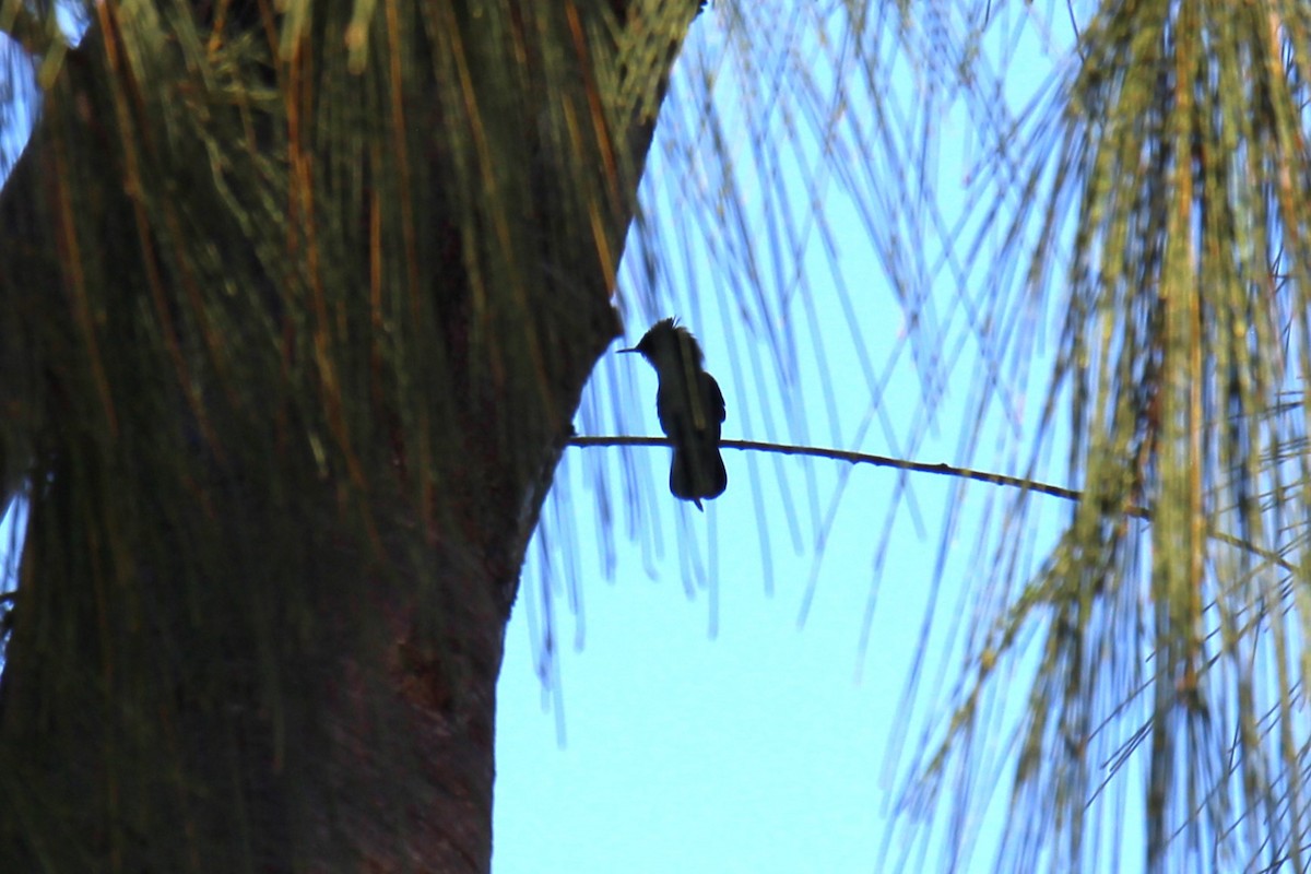 Antillean Crested Hummingbird - ML619571470