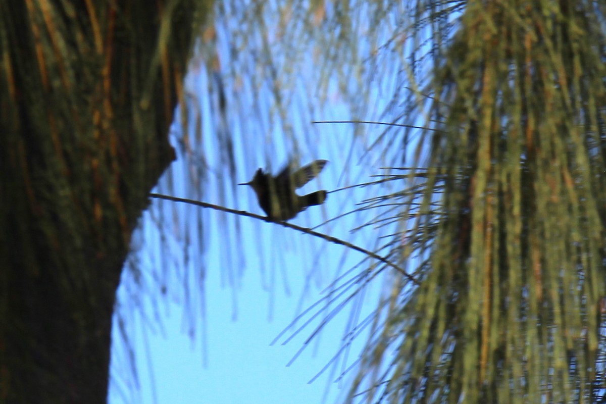 kolibřík chocholatý - ML619571471