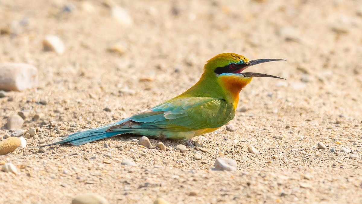 Blue-tailed Bee-eater - ML619571473