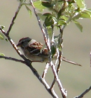 White-crowned Sparrow - ML619571480