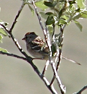 White-crowned Sparrow - ML619571481