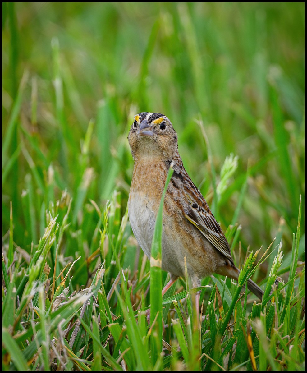 Grasshopper Sparrow - ML619571493