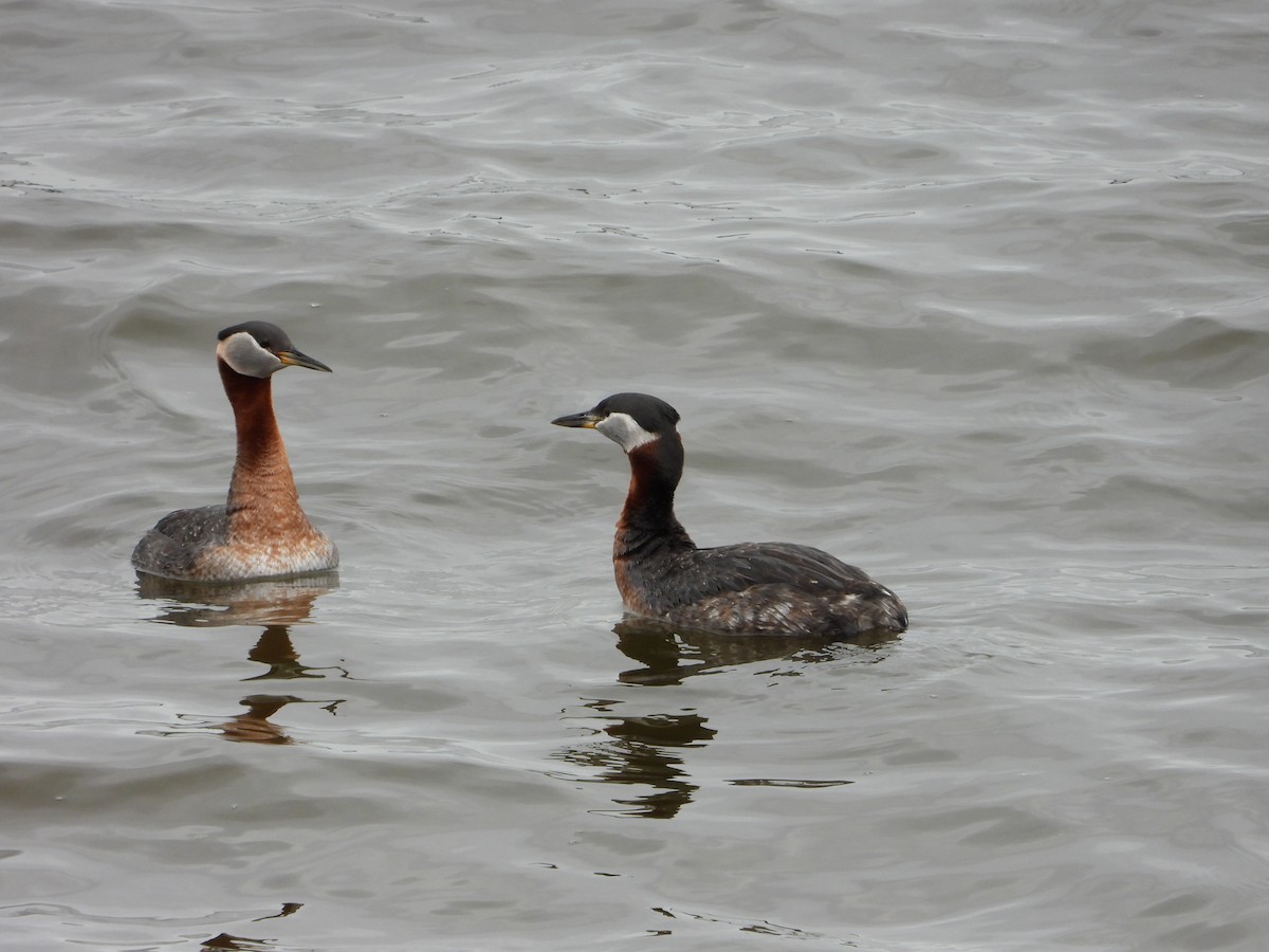 Red-necked Grebe - ML619571518