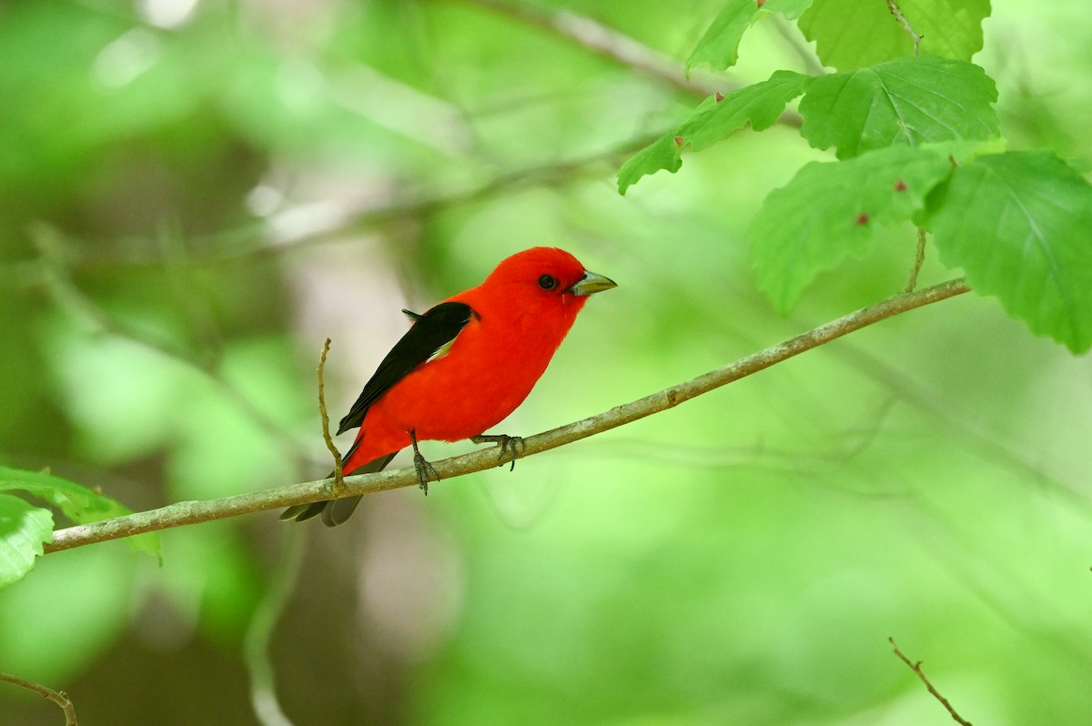 Scarlet Tanager - ML619571530