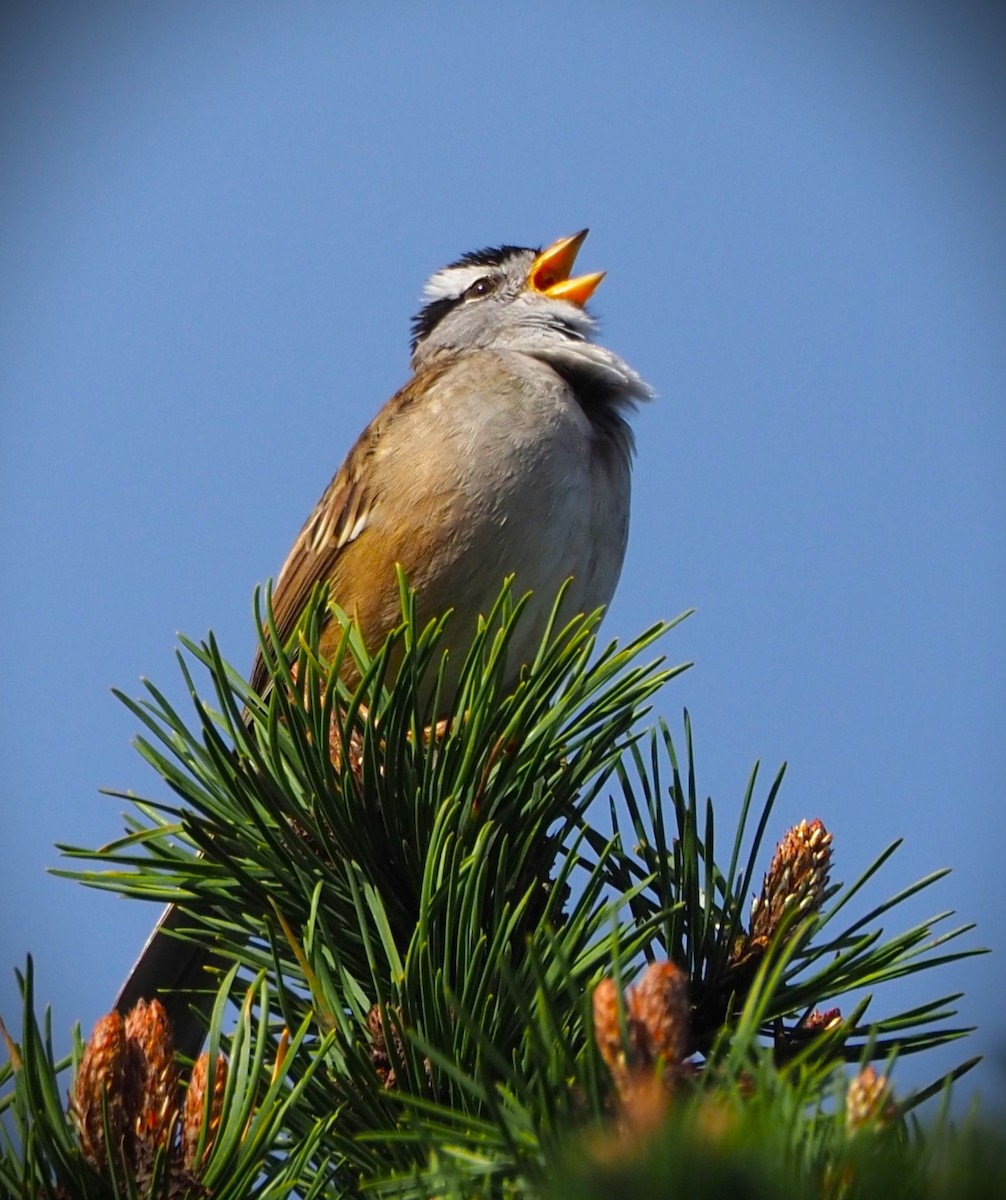 White-crowned Sparrow - ML619571537