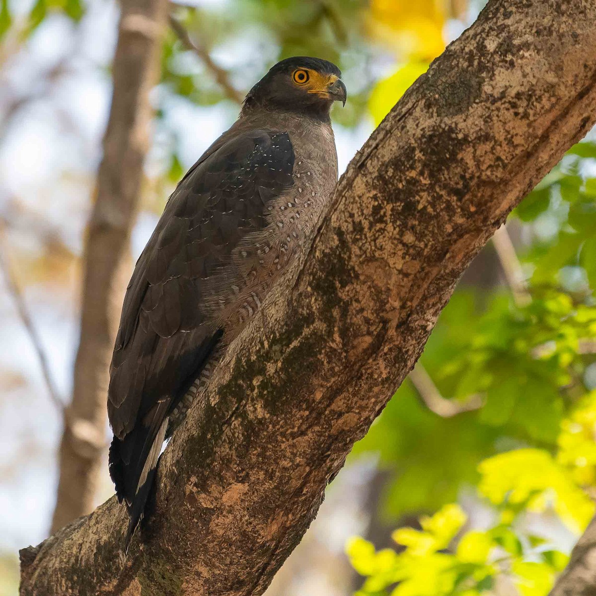 Crested Serpent-Eagle - ML619571562