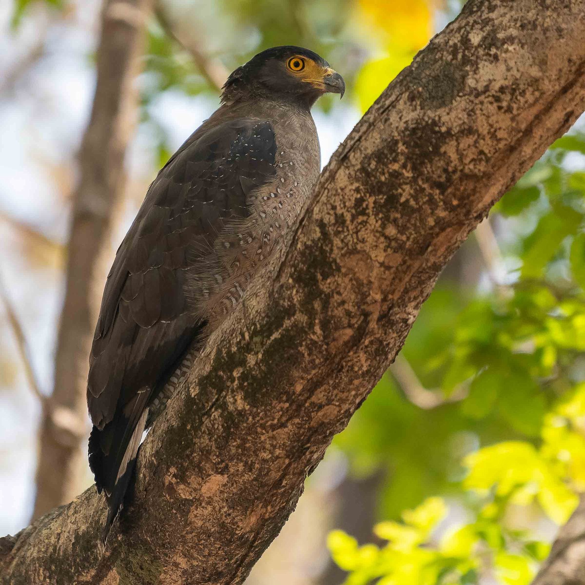 Crested Serpent-Eagle - ML619571563