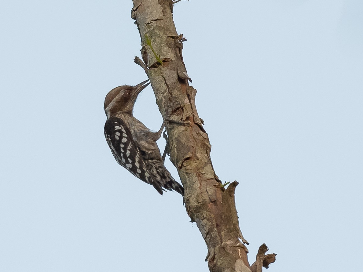 Brown-capped Pygmy Woodpecker - ML619571579