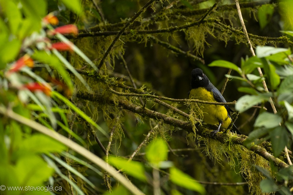 Hooded Mountain Tanager - ML619571588