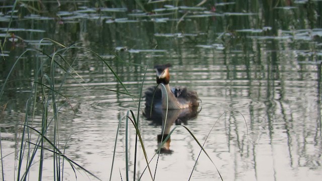 Great Crested Grebe - ML619571599