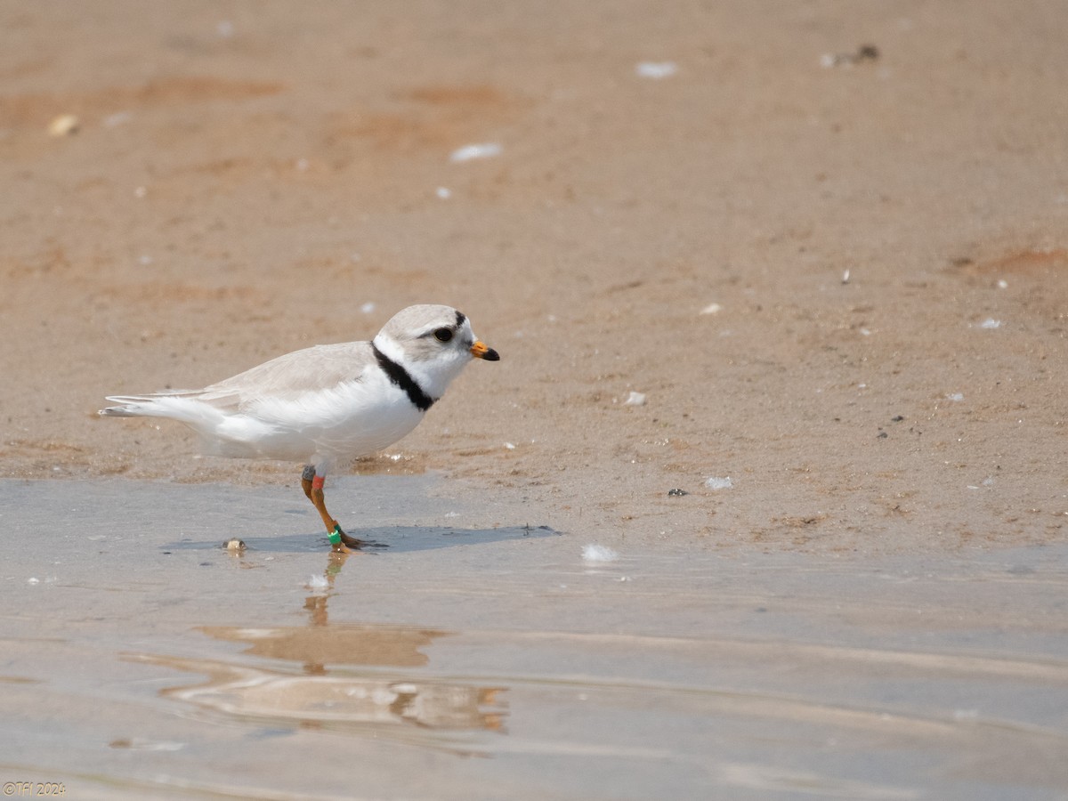 Piping Plover - ML619571609