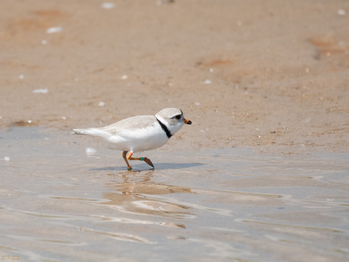 Piping Plover - ML619571612