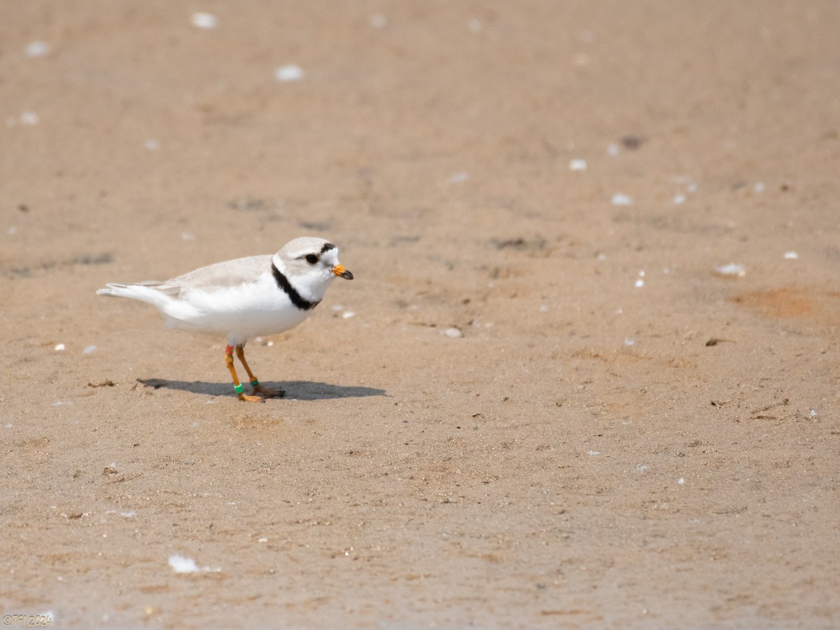 Piping Plover - ML619571619